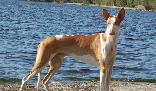 Podenco Ibicenco